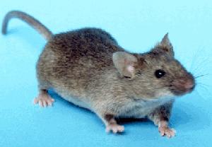 A Common House Mouse