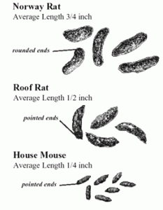 Mouse vs. Rat Droppings